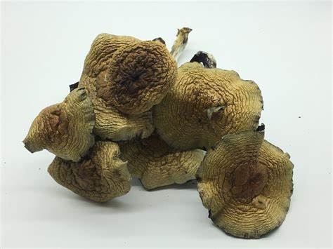 Cuban Magic Mushroom